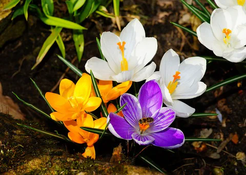 Frühling Frühling